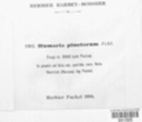 Humaria pinetorum image